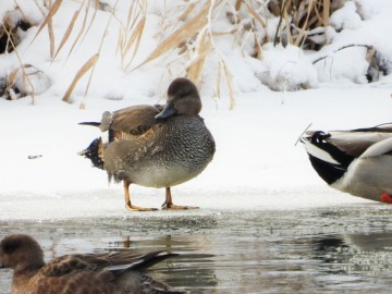 Zima w Spalskim Parku Krajobrazowym, <p>od lewej: świstun, krakwa i krzyżówka</p>
